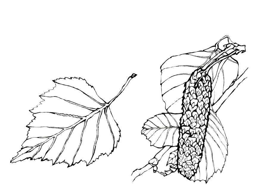 Disegni da colorare Betulla foglie Disegni da colorare Betulla foglie