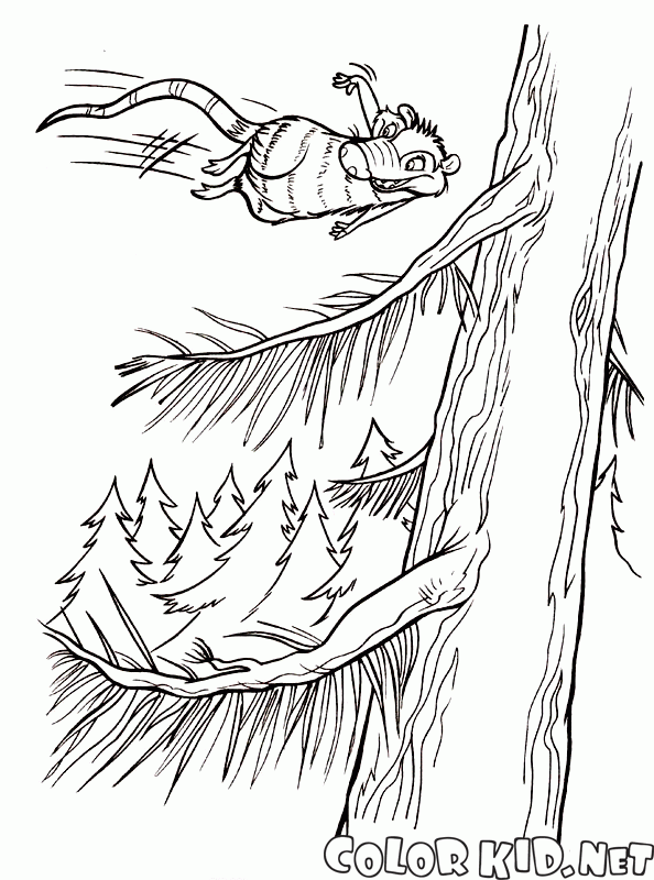 Possum Volare