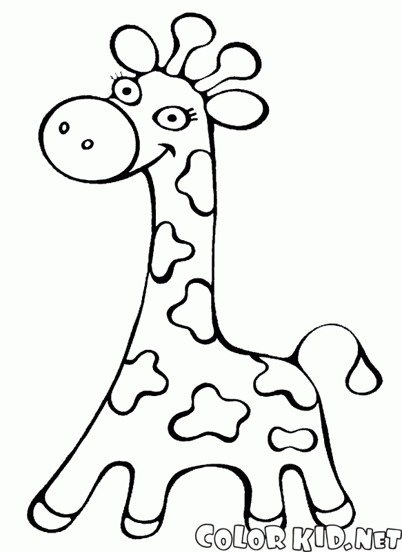 Giraffe camminare