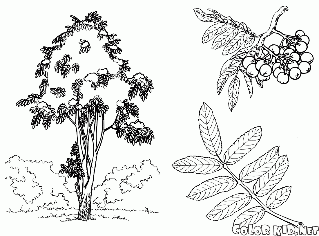 Rowan albero