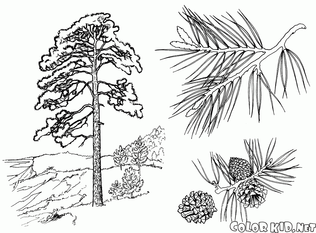 Gli alberi di pino