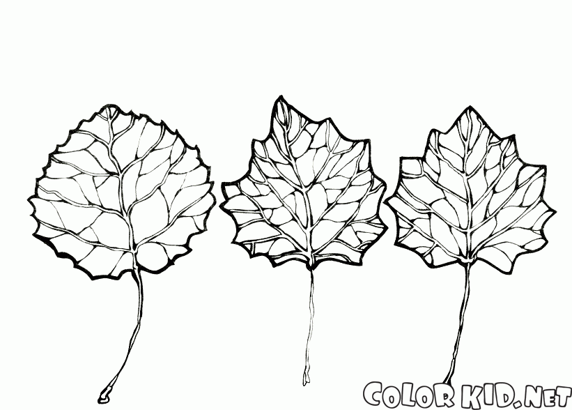 Le foglie di pioppo