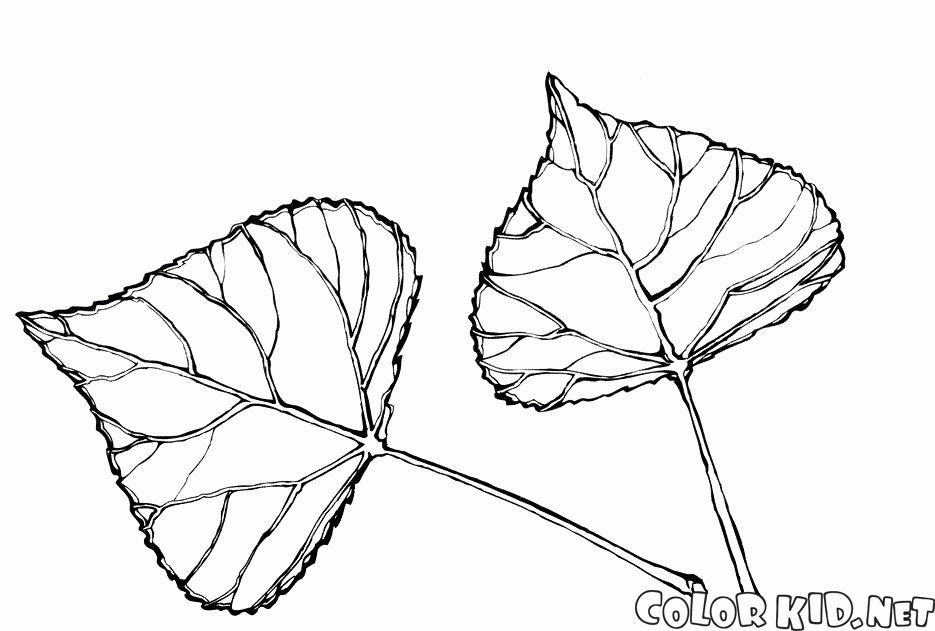 Le foglie di pioppo