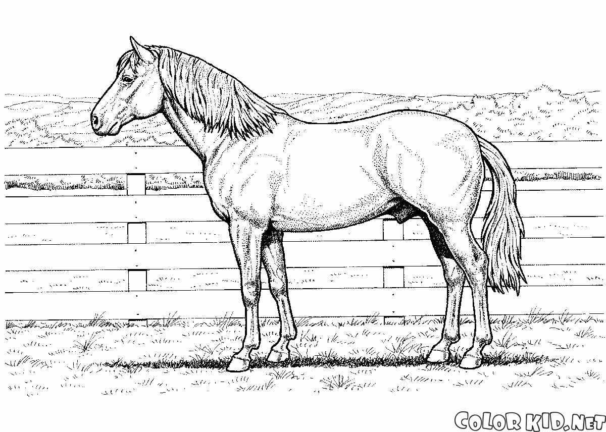 Cavallo in una fattoria