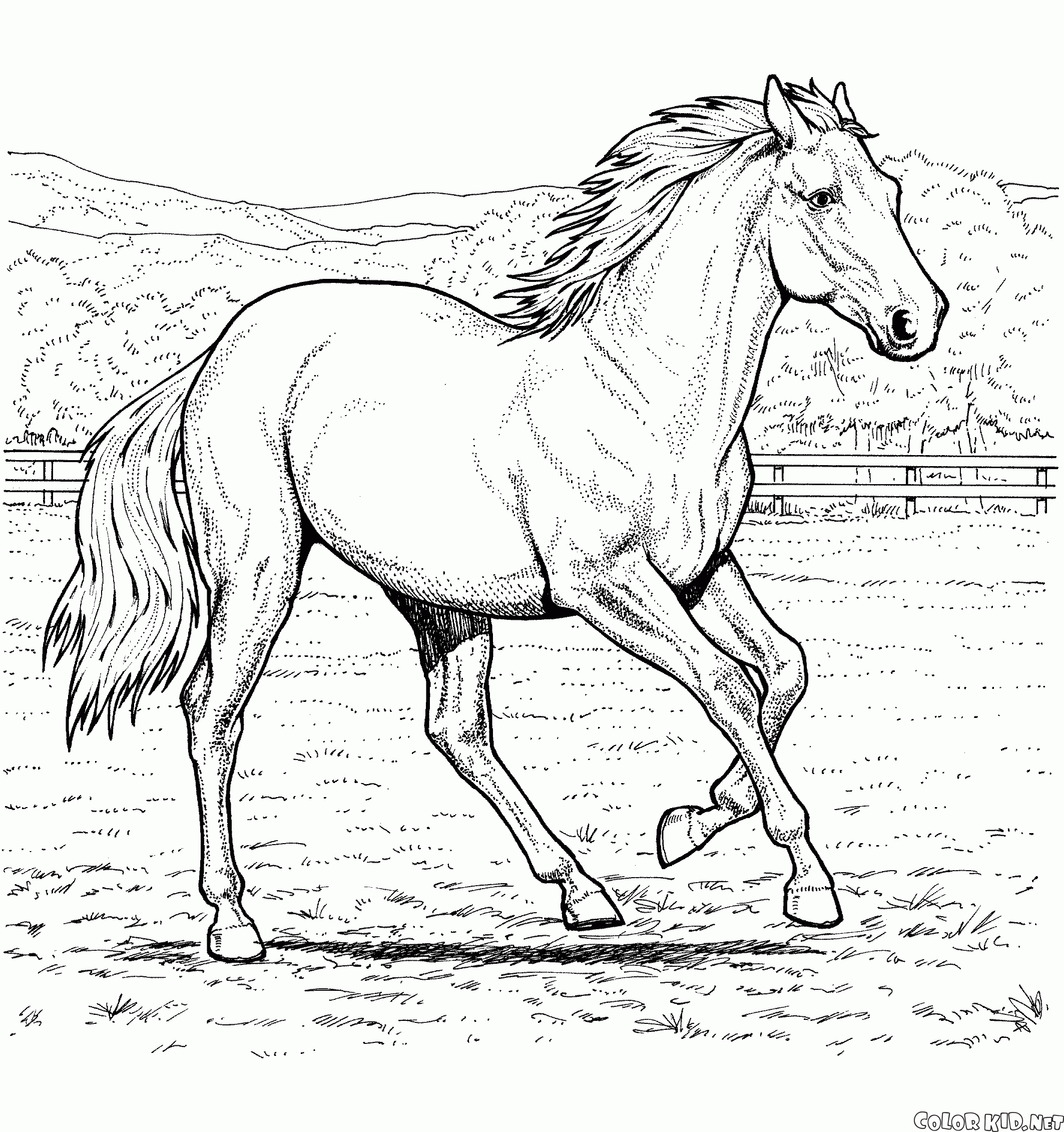 Cavallo in una fattoria