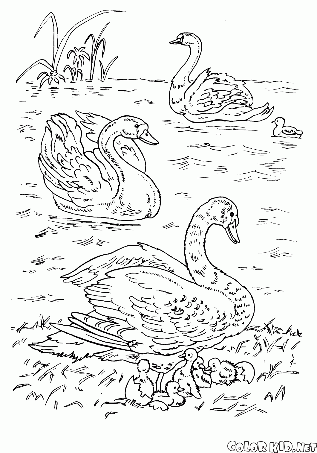 Cigni sul lago