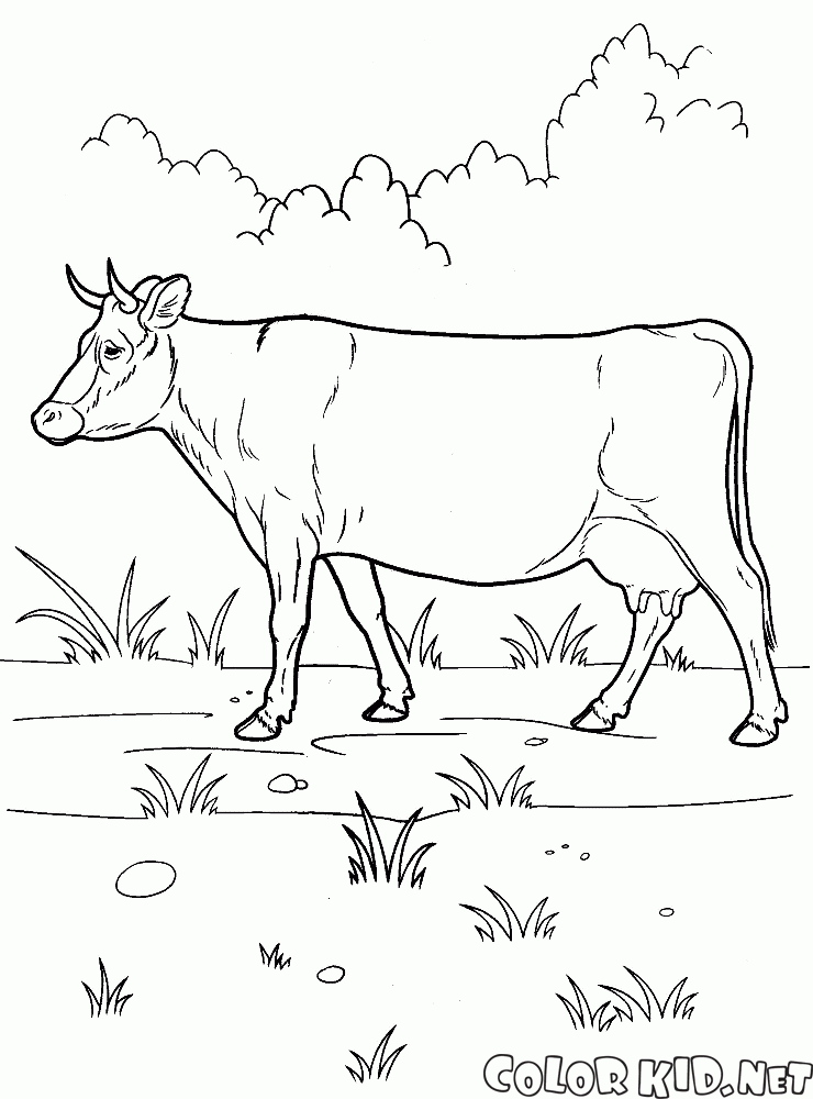 Mucca su una passeggiata