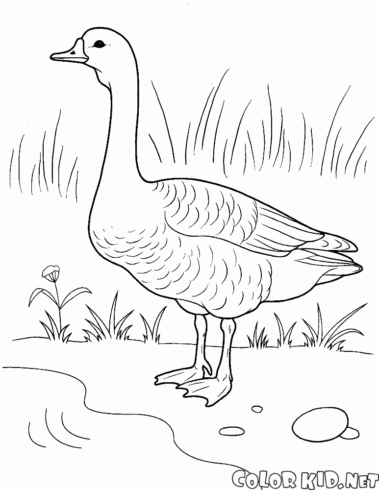 Goose sulla riva