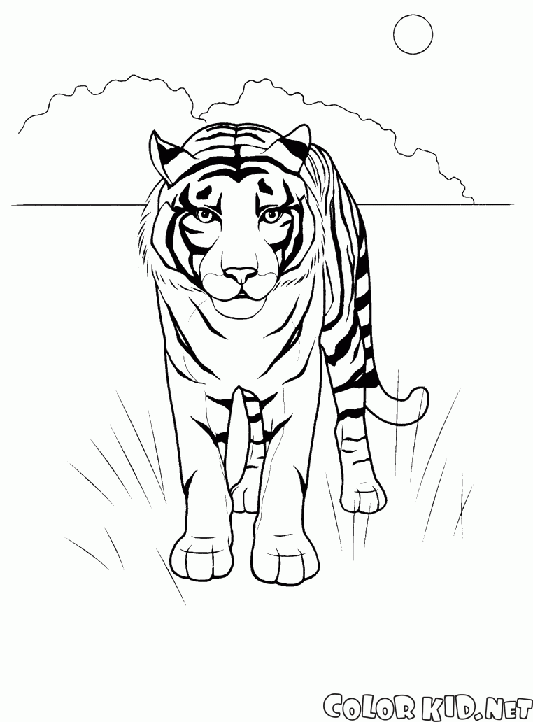 Tiger nel deserto