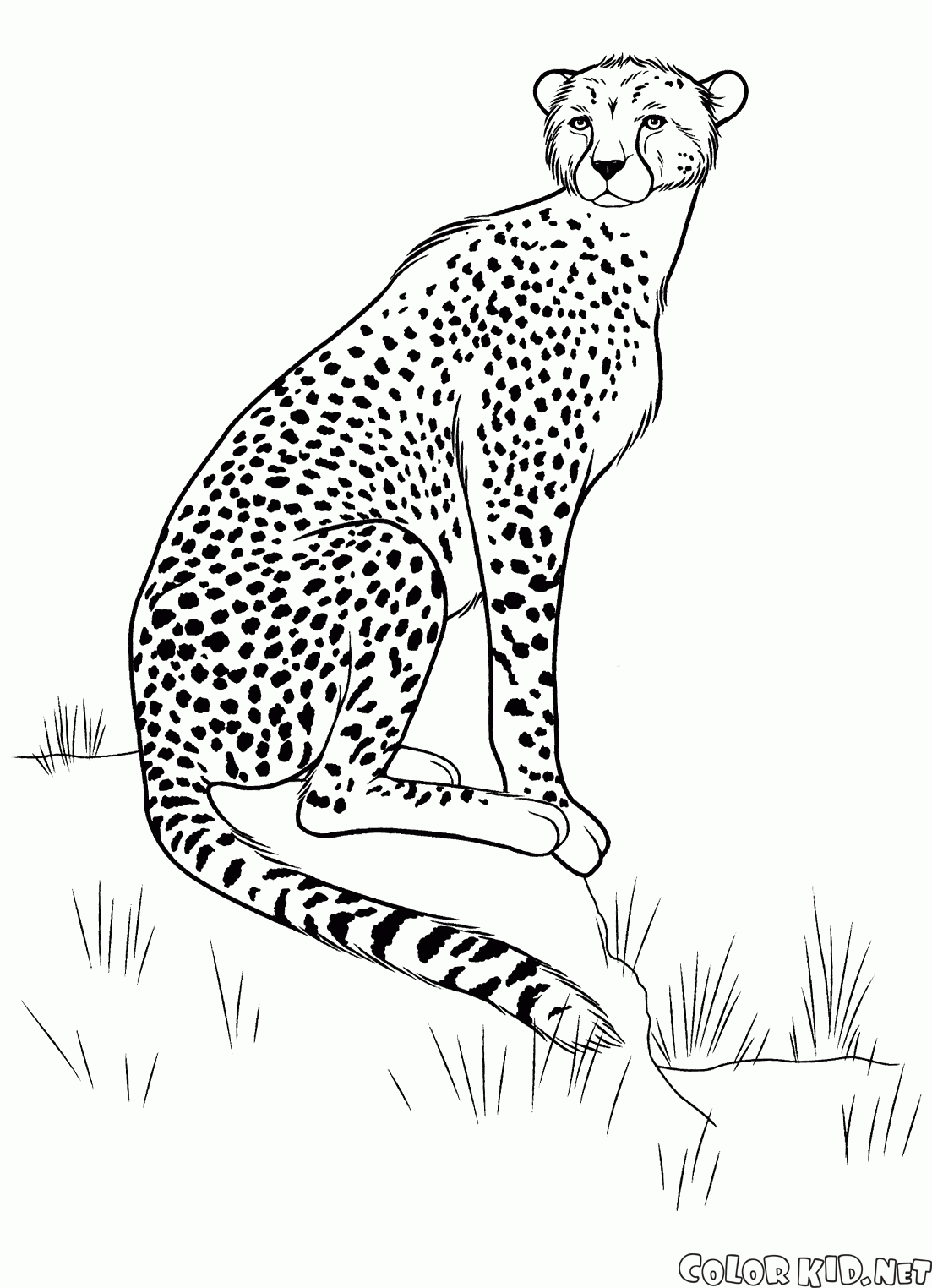 Cheetah sulla caccia