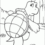 Tartaruga rettile