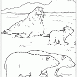 Tricheco e orsi