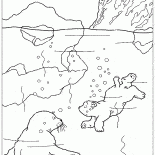 Immersioni Orso