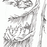 Possum Volare