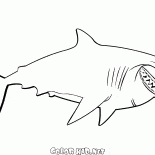 Bruce lo squalo