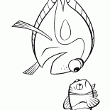 Ocean pesce