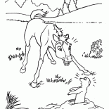 Foal e di terra scoiattolo