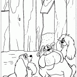 Cani randagi