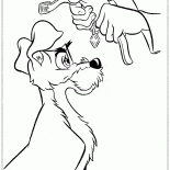 Collare per il vagabondo