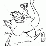 Simba su uno struzzo