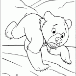Piccolo orso