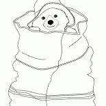 Orso si nasconde