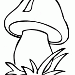 Fungo
