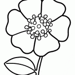 Fiore