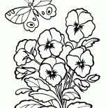 Viola del pensiero