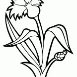 fiordaliso