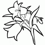 Campanula