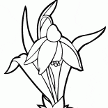 Bucaneve