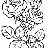 Rosa