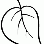 Foglia dellalbero