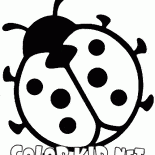 coccinella