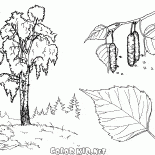 Betulla