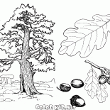 Quercia