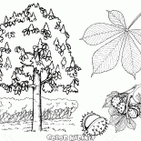 Castagno