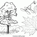 Maple Trees