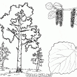 Aspen alberi
