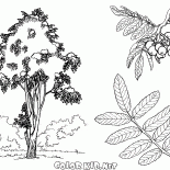 Rowan albero