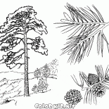 Gli alberi di pino