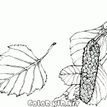 Betulla foglie