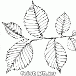 Elm fogliame