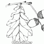 Frutti della quercia