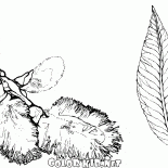 Frutti di salice