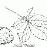 Frutta e foglie di castagno