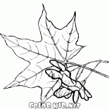 Foglie di acero e semi