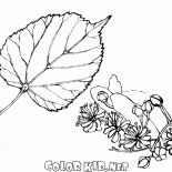 Limes Fogliame