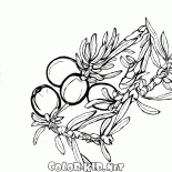 Juniper in fiore